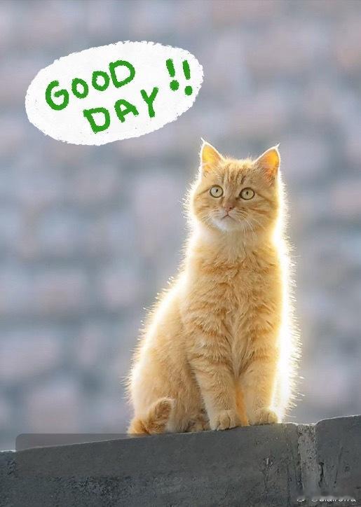 愿倪安好  早安💚 