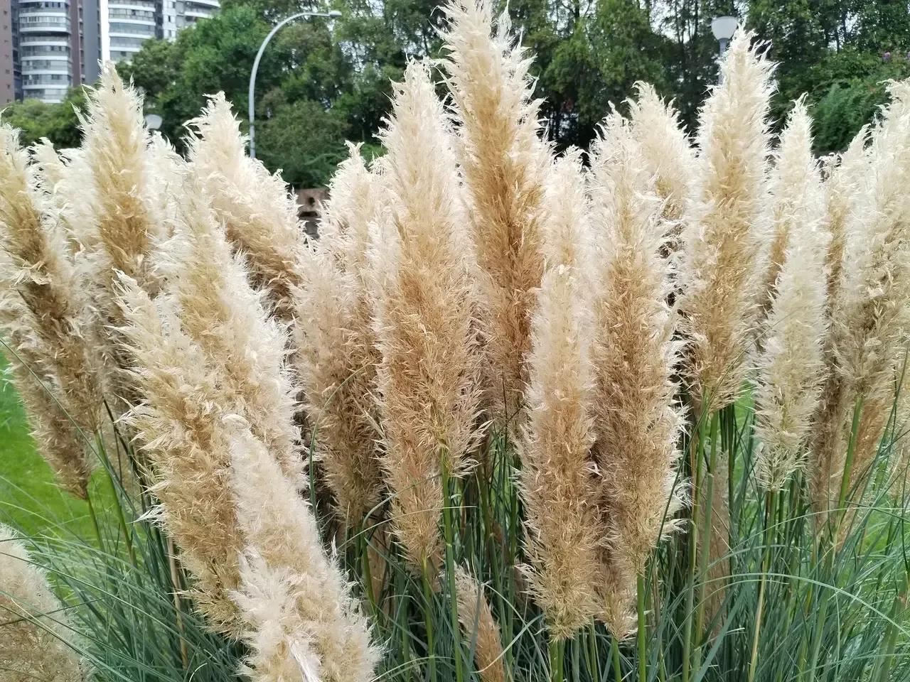 手机像册里的狼尾草


深秋中的那一簇狼尾草，荒野低调的幸存者，也有诗意

狼尾