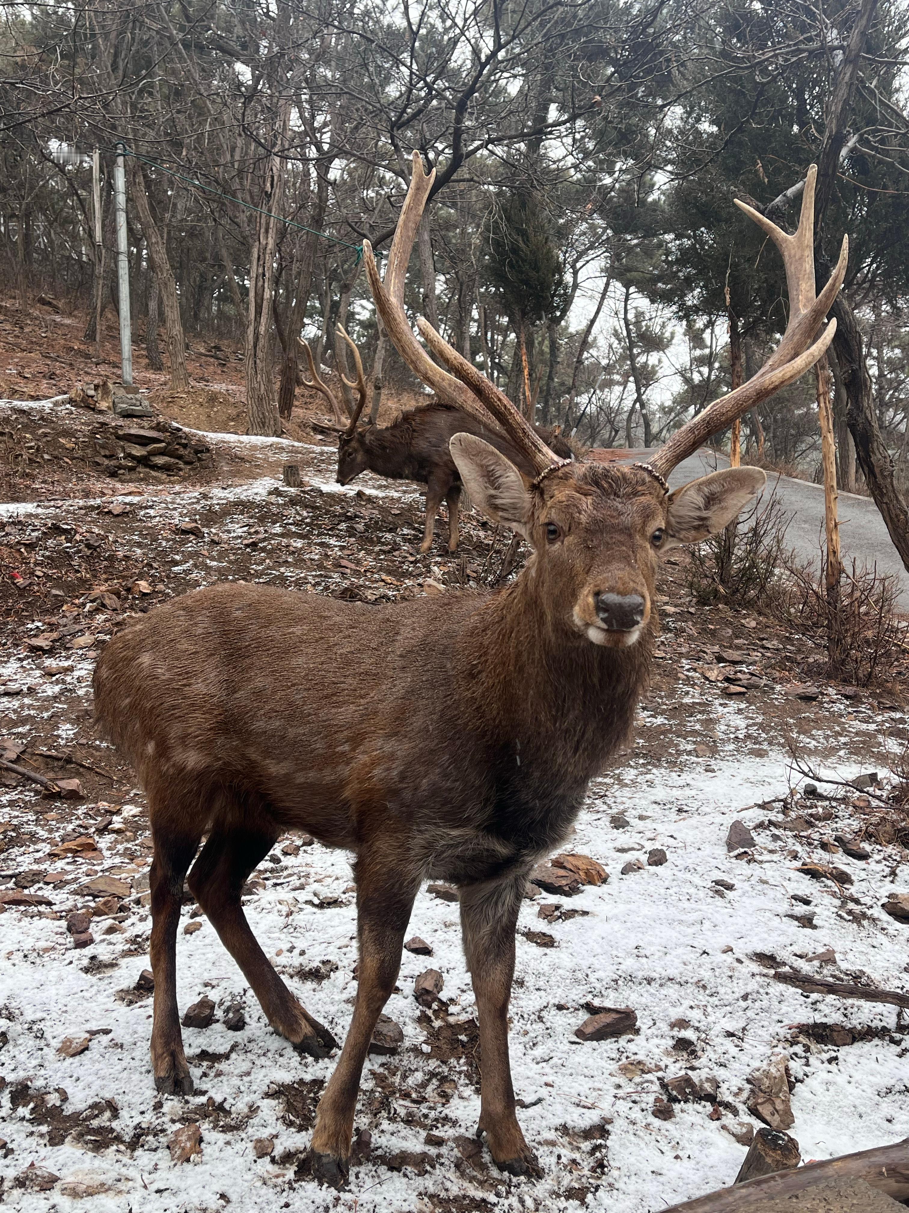 雪天上山喂梅花鹿🦌见到粉鼻子躲着走[来]  ​​​