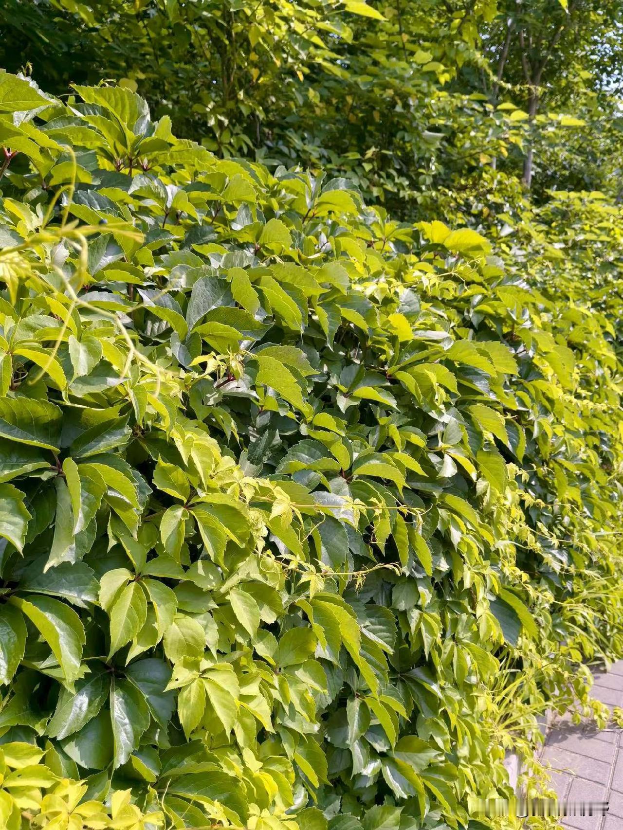 绿意盎然的凤翔美景，生机勃勃的植物墙