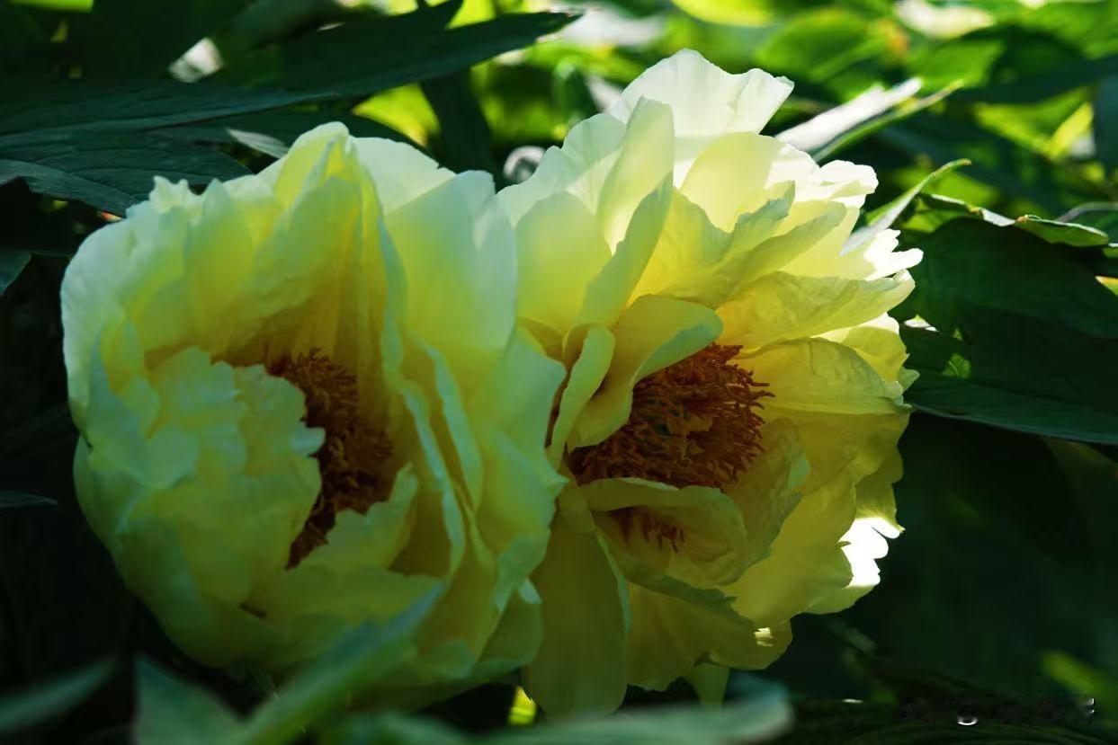 据说这种牡丹就海黄牡丹，不知道是真是假。懒洋洋地盛开感觉没有精神的美女，又是皇家