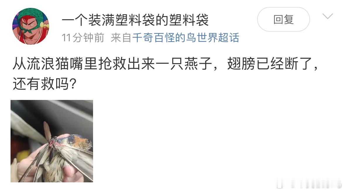 #野生动物与流浪猫# 从流浪猫口中救下的【金腰燕】一侧的翅膀已经断了 这种伤害是