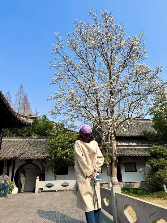 泰州live实况！花都开好啦！