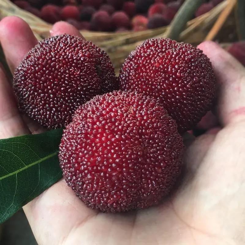 漳州杨梅泡药反噬果农，但我要说：别只盯着漳州，也别只盯着杨梅。

龙海收购点用脱