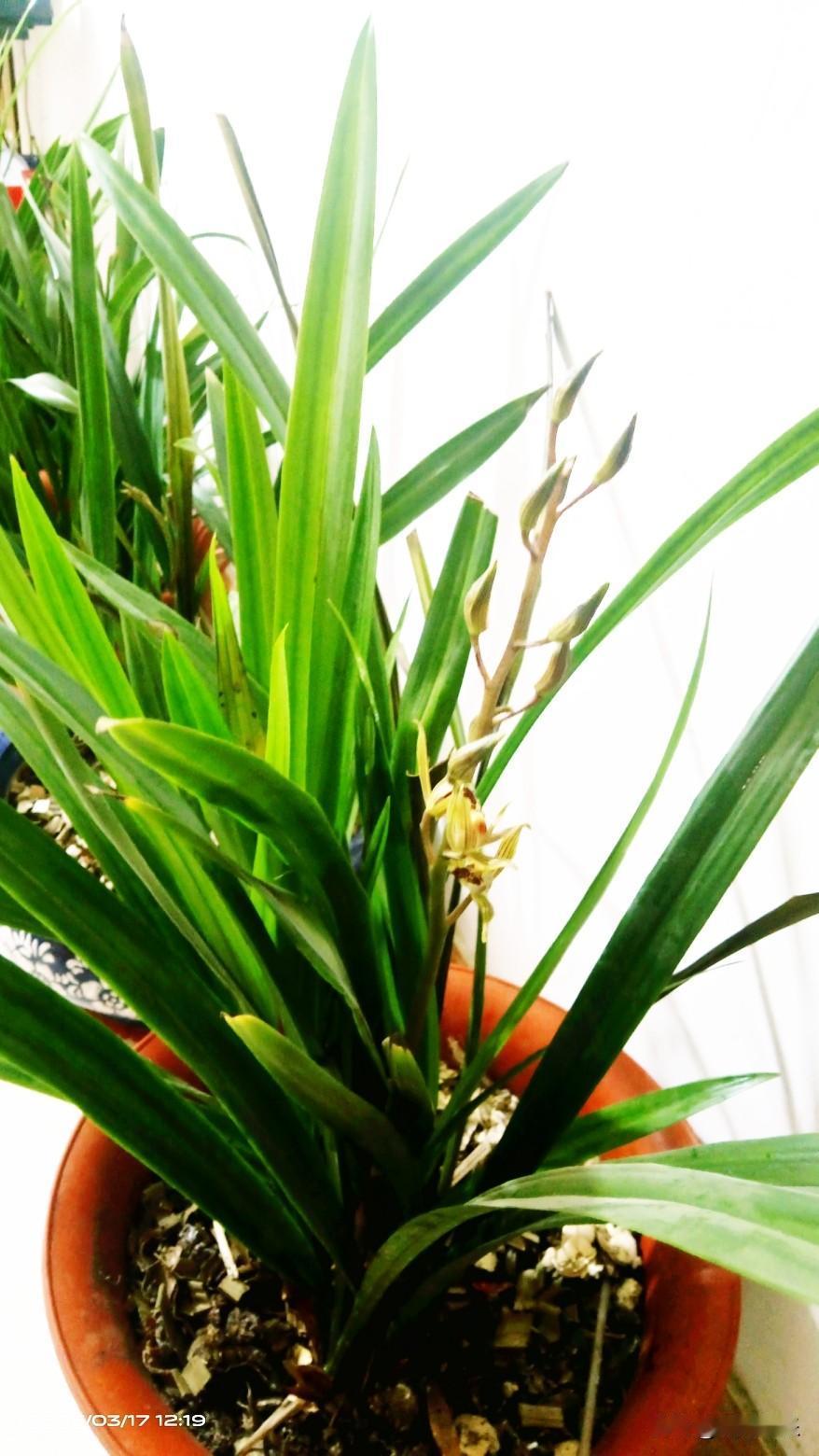 庭院绣球

深深庭院，一方悠然天地。绣球花团锦簇，似雪如霞。闲时观花弄影，静享岁