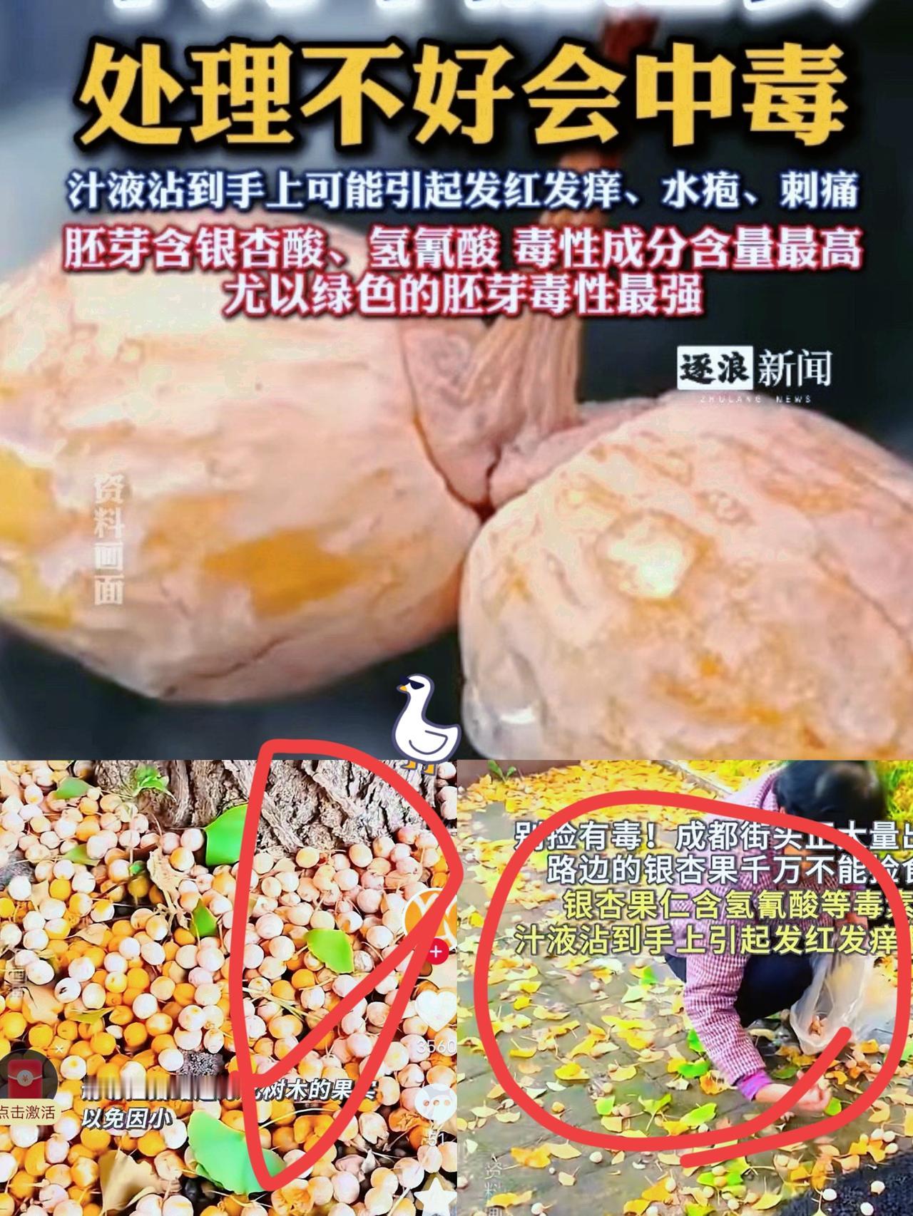 北京已大量出现，可使人中毒！紧急提醒：千万别捡

真没想到！北京路边掉的银杏果，
