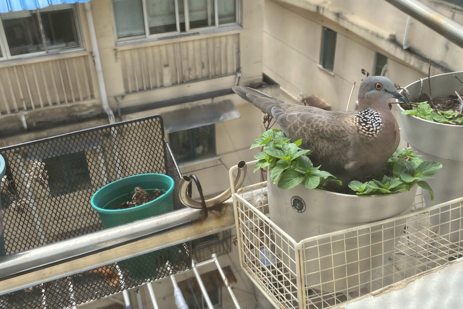 神奇的事情：早上起来去阳台，发现鳩鳩不见了，蛋也不见了，花盆里只剩下一撮羽毛，我