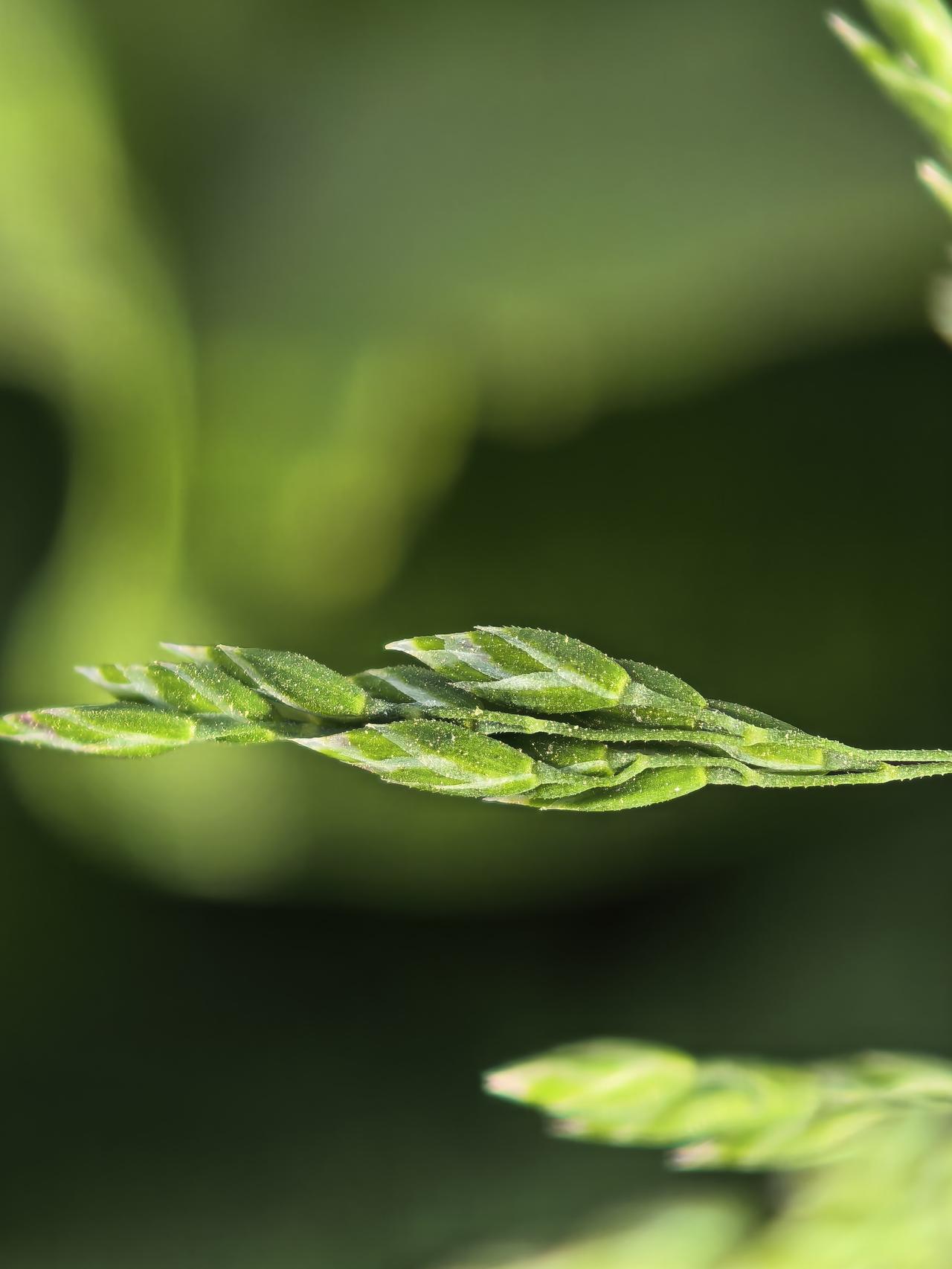 苔花如米小，也学牡丹开。
每一个生命都值得尊重。