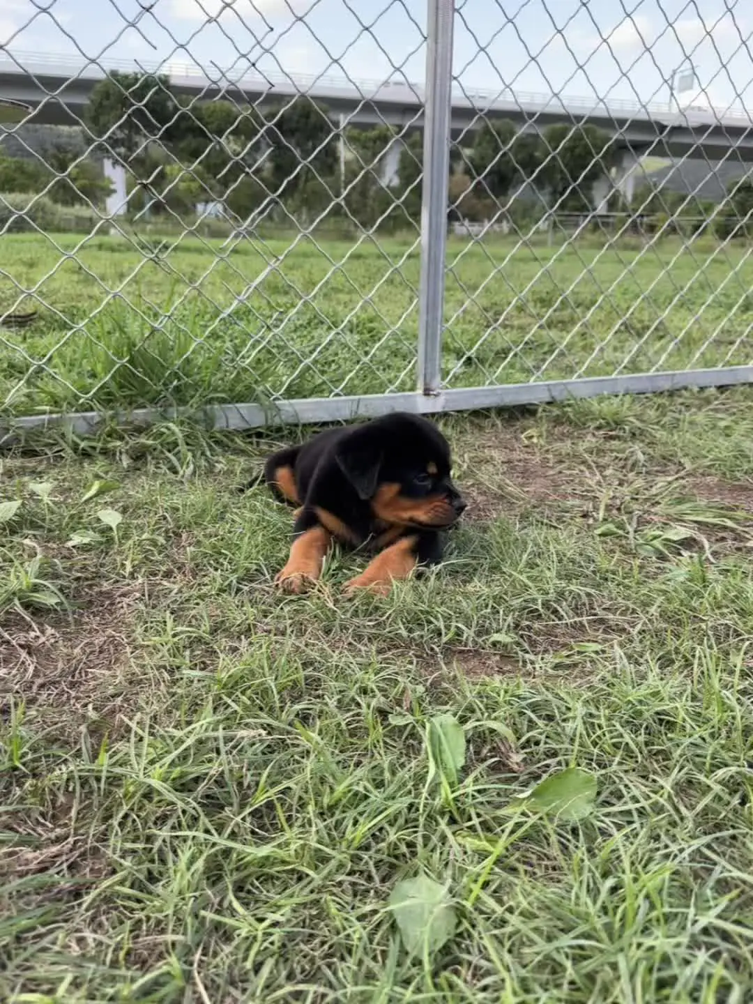 罗威纳 罗威纳犬