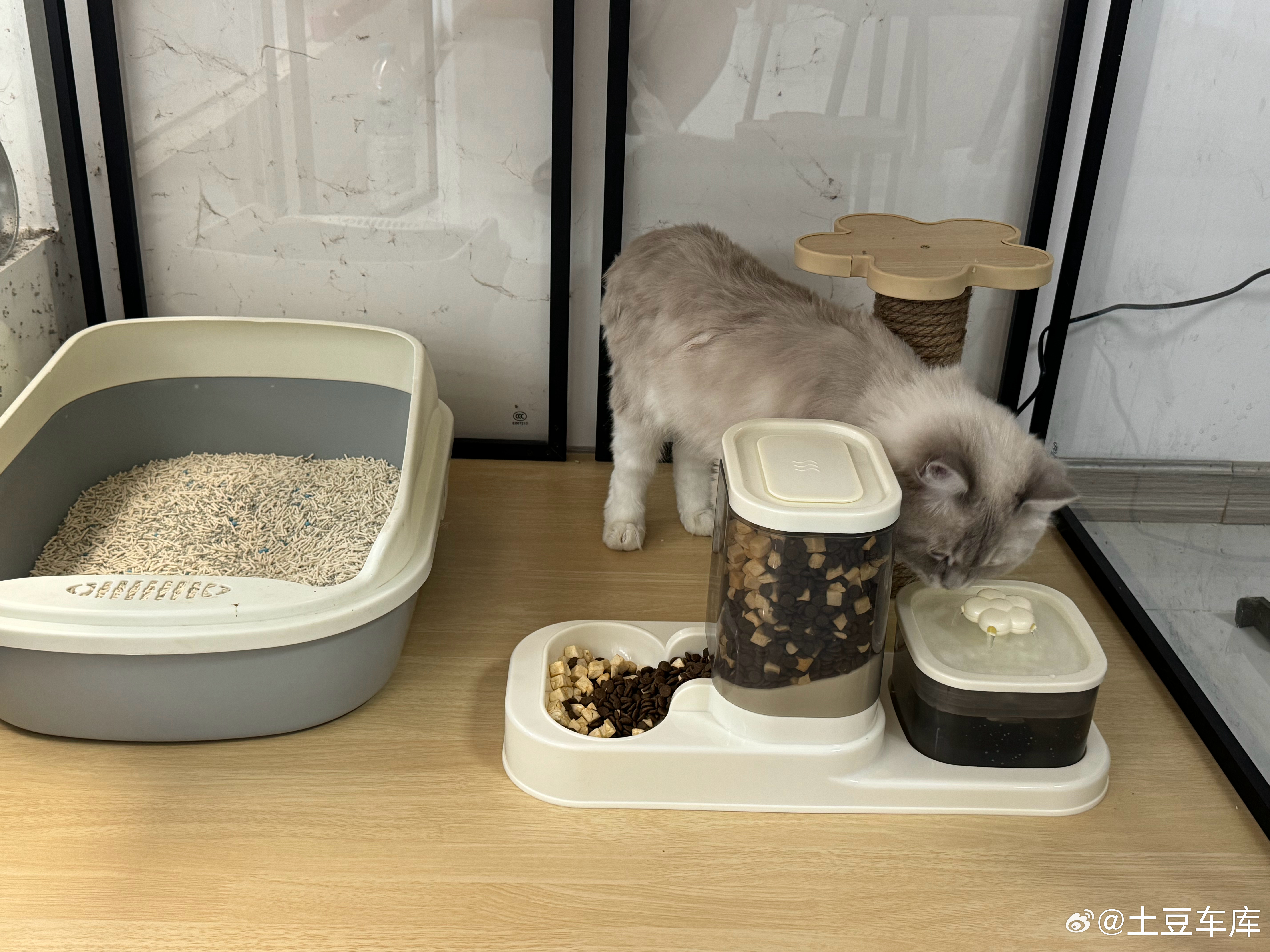 这25块钱花的真值给小猫买了个饮水机[doge] ​​​