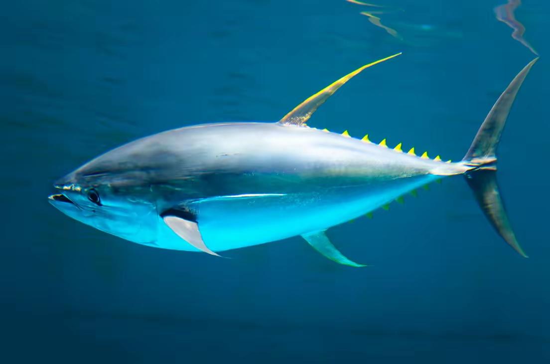 金枪鱼一生都在游泳，一小时狂飙80公里，因为它一停下来，就等同于结束了自己的生命