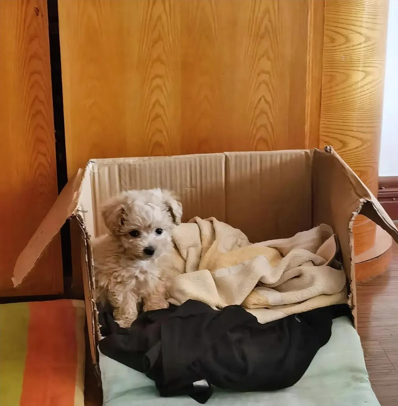 “我的妈呀！

半夜楼下传来嗷呜嗷呜的哭声，我还以为谁家孩子丢了！冲下楼一看，草