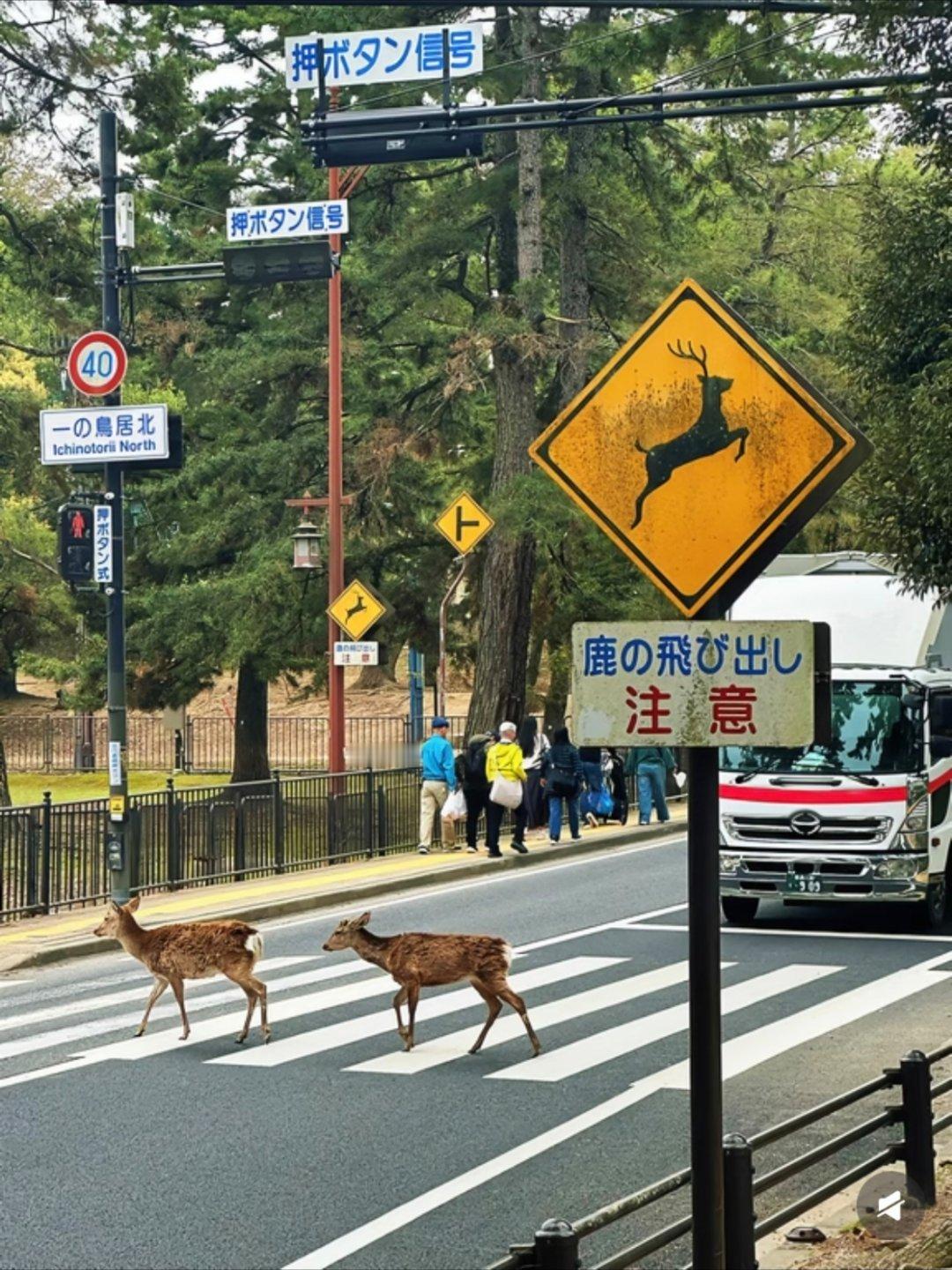 日本奈良县发生 5.7 级地震，相当于中强震/破坏性地震。就是那个小鹿很有名的地