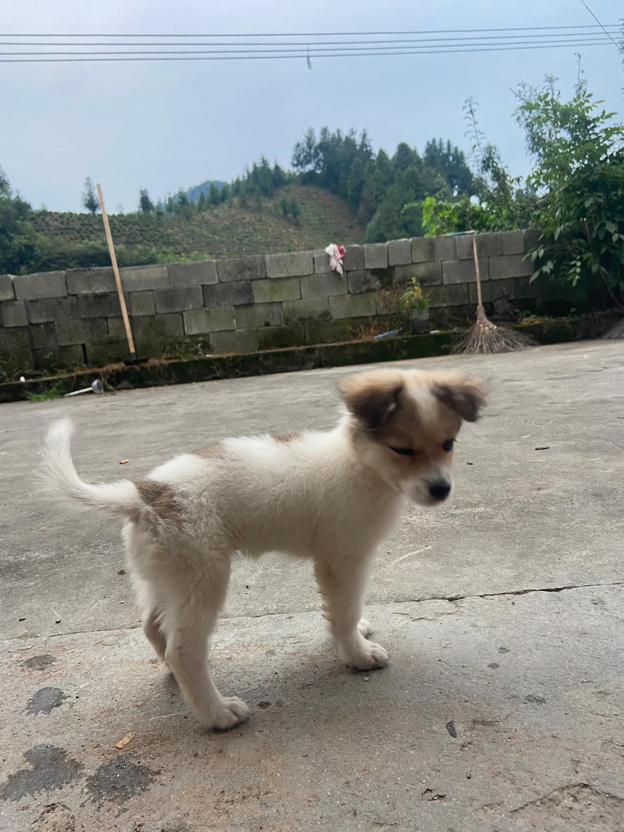 80岁的奶奶回来了，看见小狗睡觉的姿势，很是惊讶“我第一次见狗这样睡觉的”……
