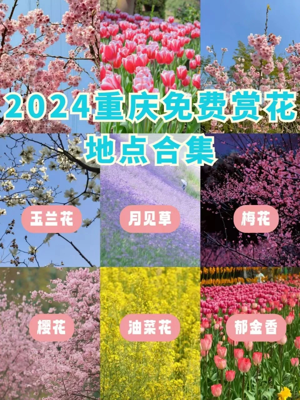 2024重庆免费赏花合集来啦！🌸