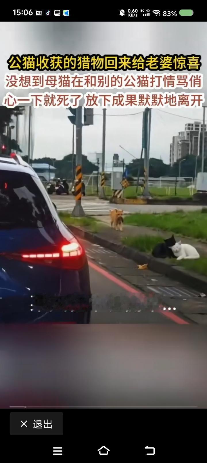 哀悼一只猫的爱情——
网上视频：一只猫带着食物回来，看见爱人与别的猫卿卿我我，放