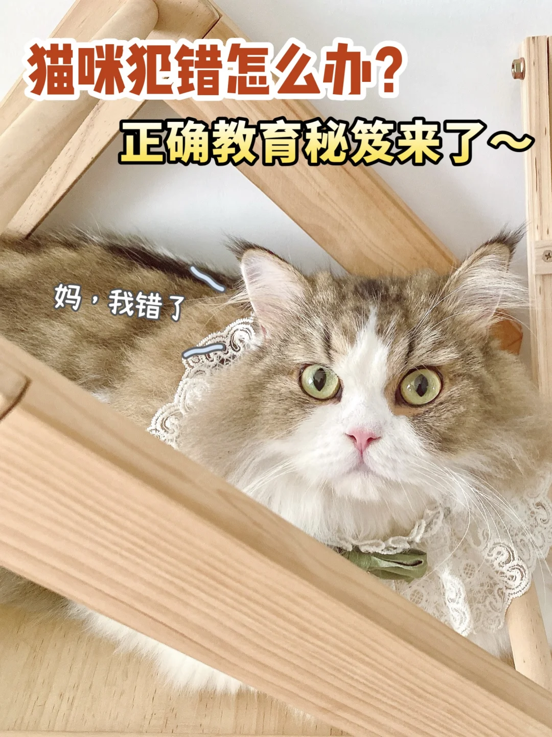 猫咪犯错怎么办？正确教育秘籍来了~