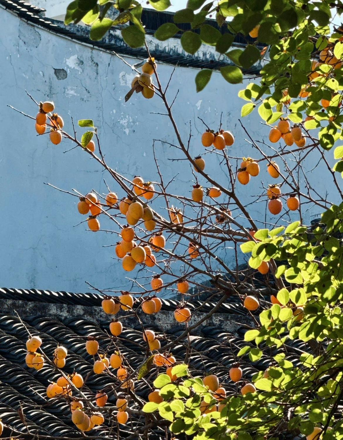 我的今日状态：😁轻松愉快
我这里的天气：🍂微风