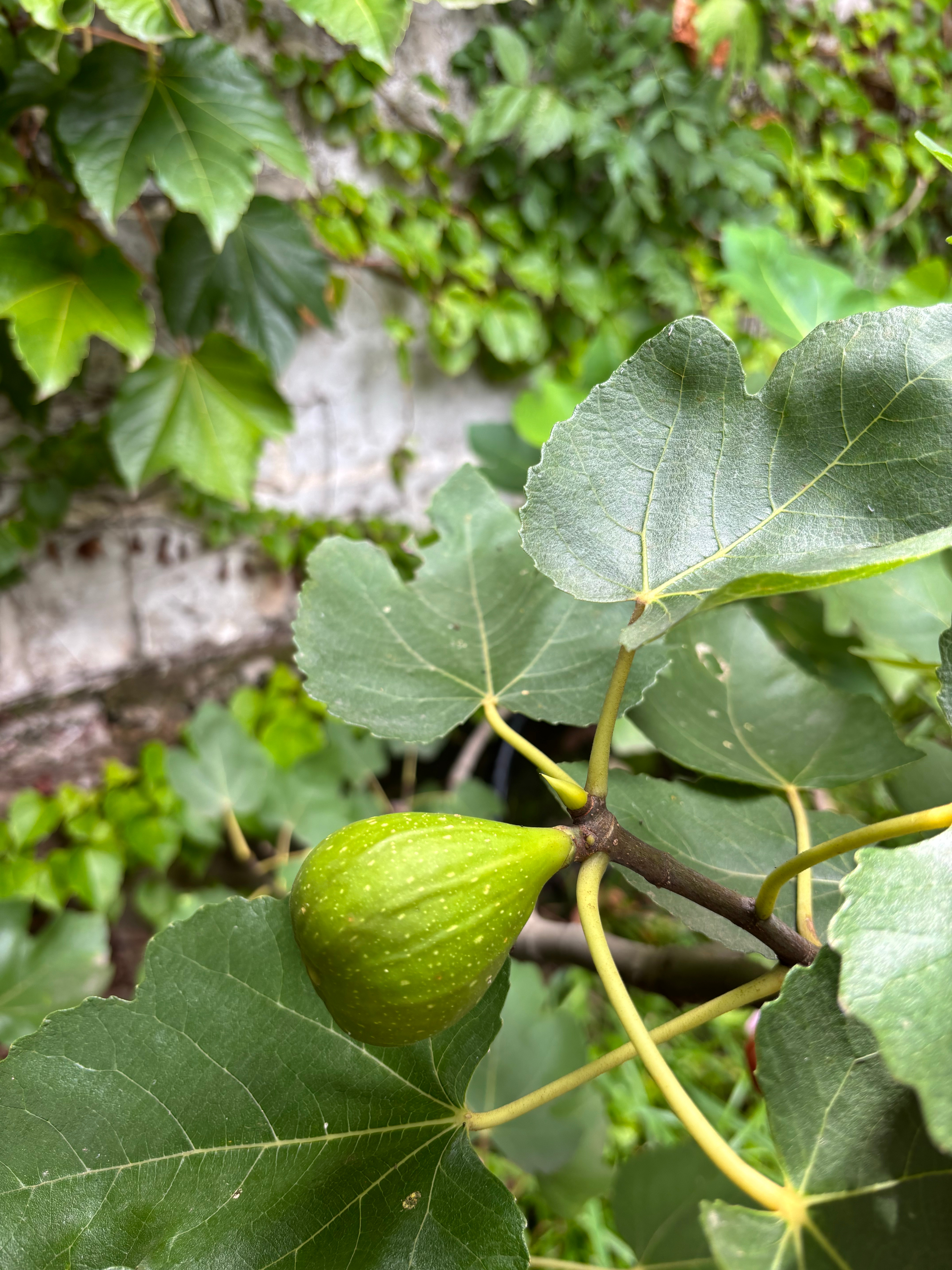 绿皮的无花果比红皮的无花果好吃一大截。 ​​​