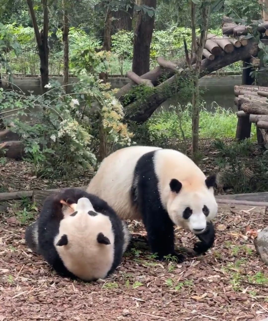 每日一善🐼熊猫守护者 🍄熊猫宝宝真的太萌啦！每次看到它们滚滚的样子就想笑✩。