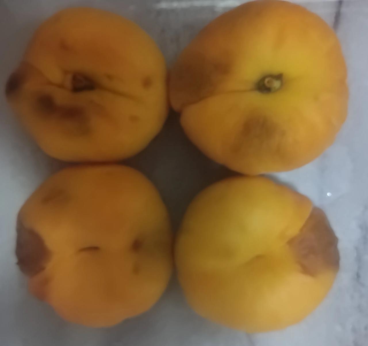婆婆来看孙子，拿了点葱，不知道是啥时候的，倒是摘得干净，但是炒菜根本就咬不动。拿