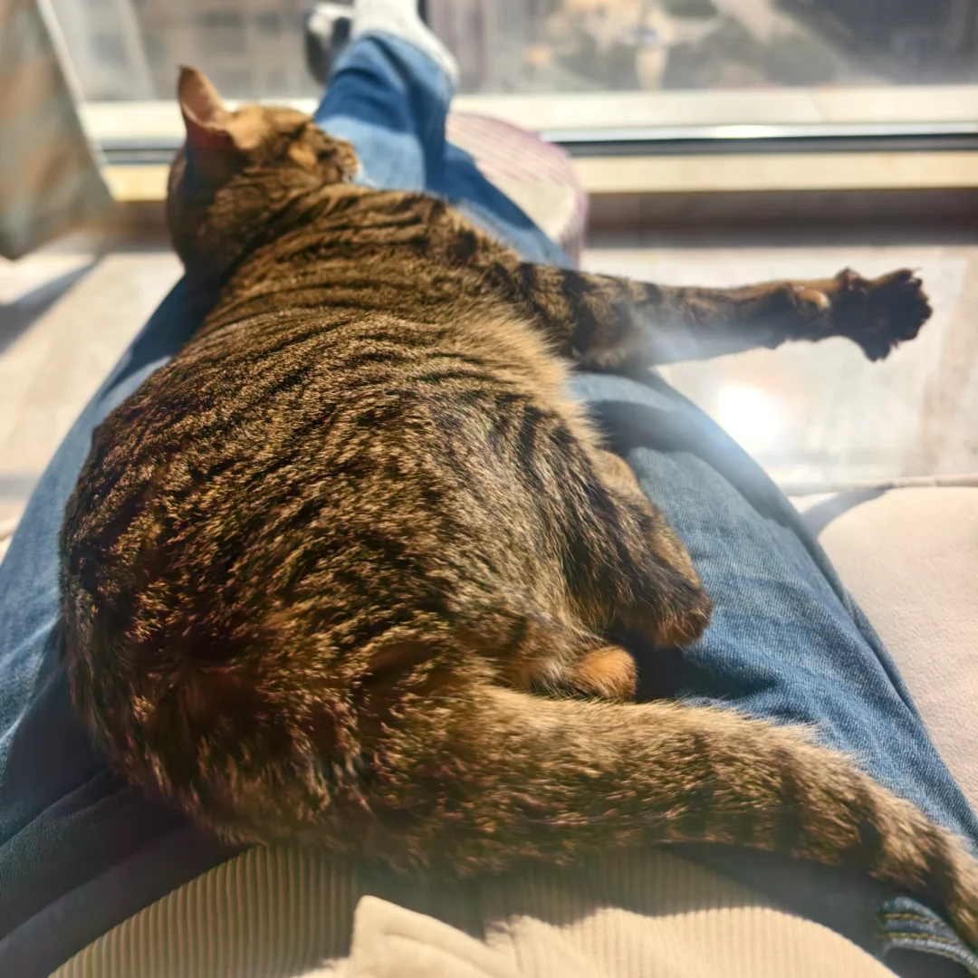 看宅斗文，感觉做公务员和做丫鬟也没啥区别。