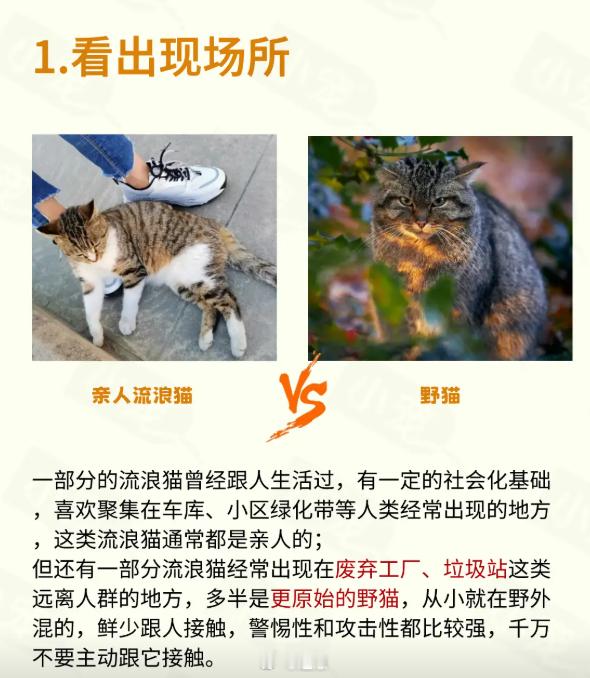 南航的流浪猫有学籍啦 接触流浪猫也需要注意这些！ 