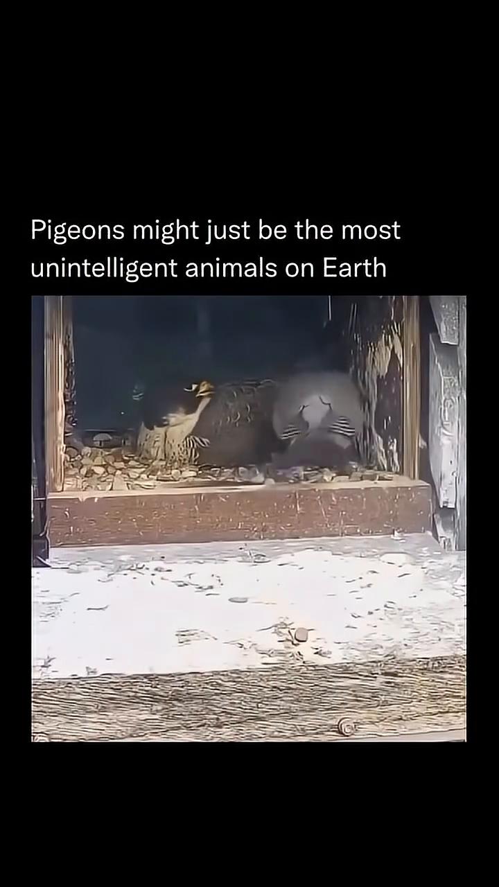 Pigeons might just be the most unintelli