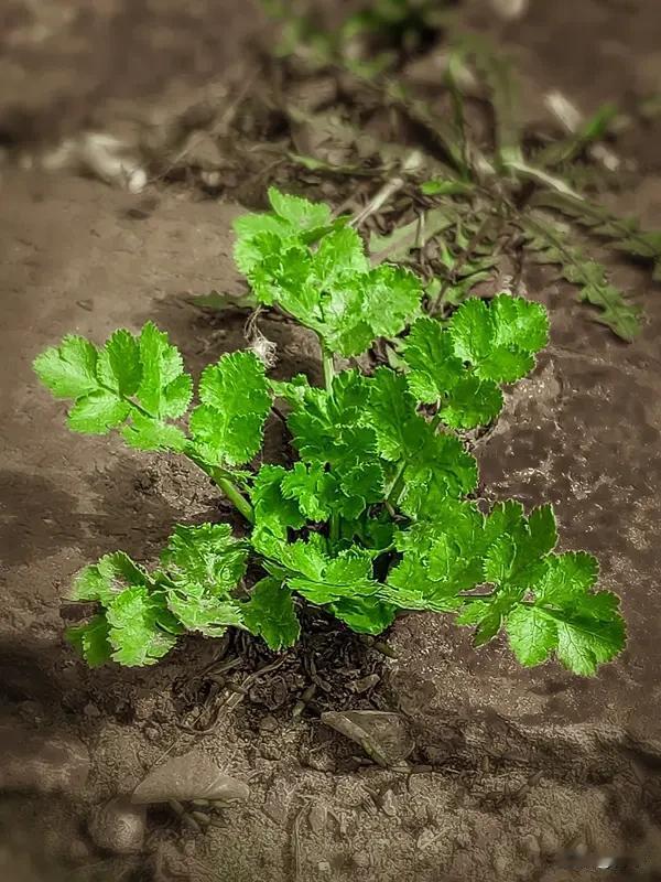 芹菜叶子当然能吃啊！以前我也觉得芹菜叶子没啥用，每次择菜都直接扔了。直到有次家里