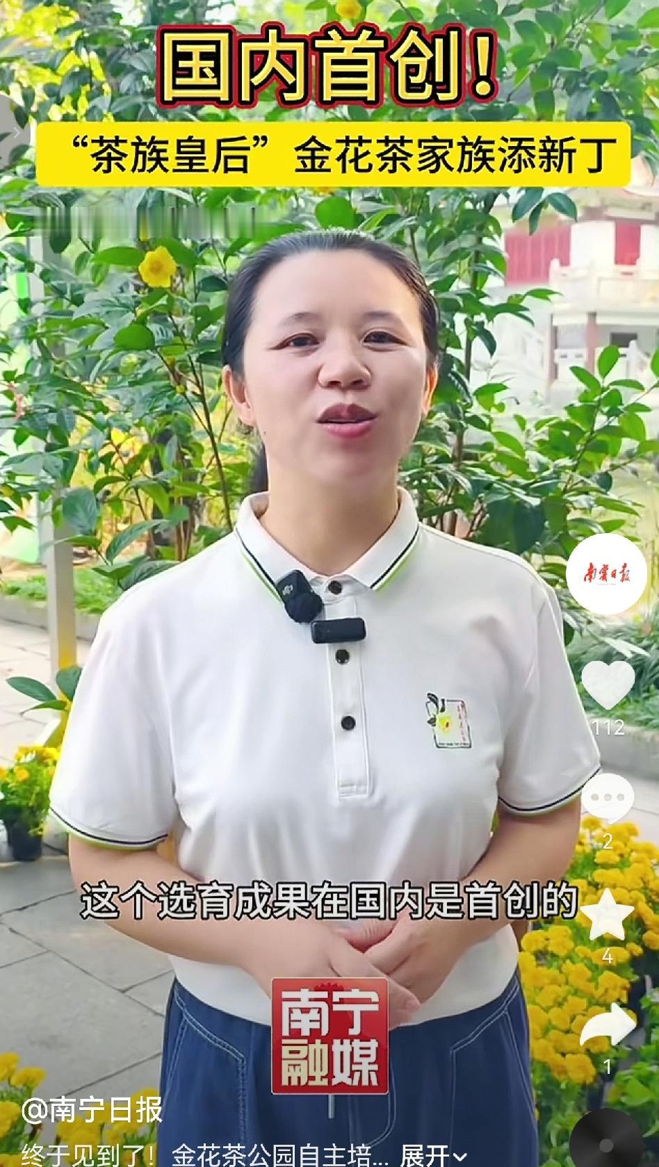 10月29日，广西南宁的植物界传来喜讯，有着“植物界大熊猫”“茶族皇后”美誉的金
