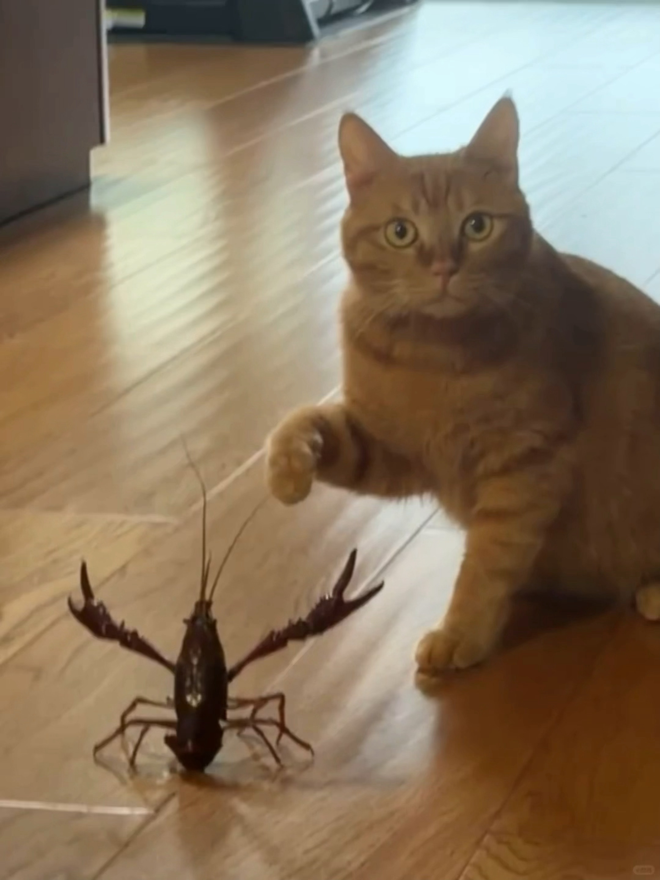 我的饭在恐吓我的猫 