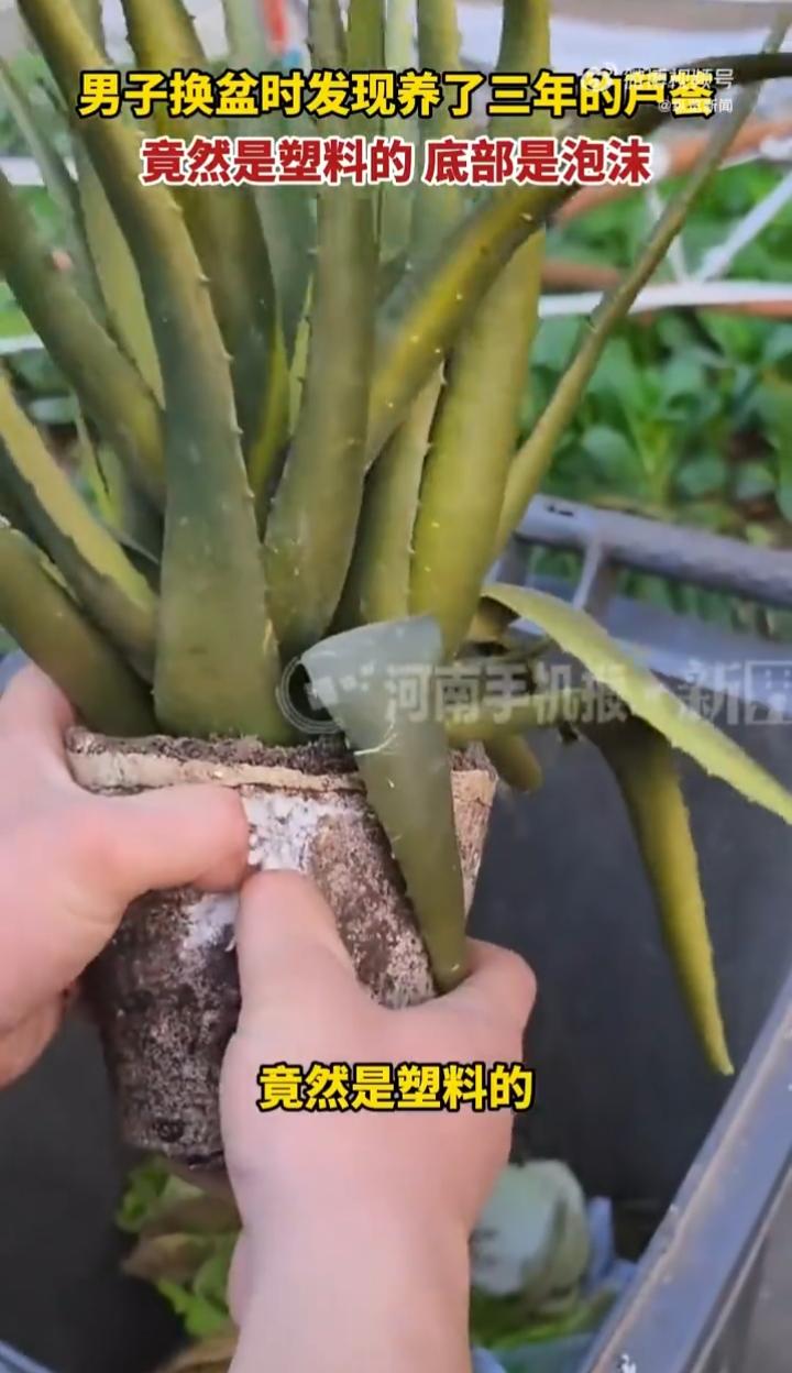 现在有些商家真的是太坏了！
浙江杭州一名男子在夜市买了一盆芦荟，悉心照顾了三年，