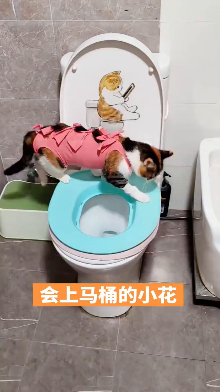 会上马桶的小花。