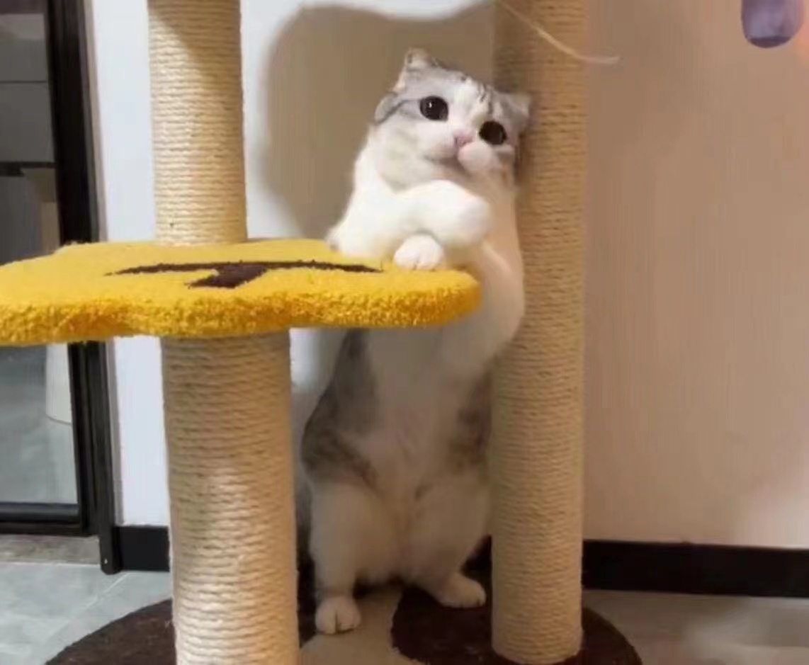 清一清相册，发现了好多又可爱又搞笑的照片！[哇]#萌宠初冬日记# ​​​