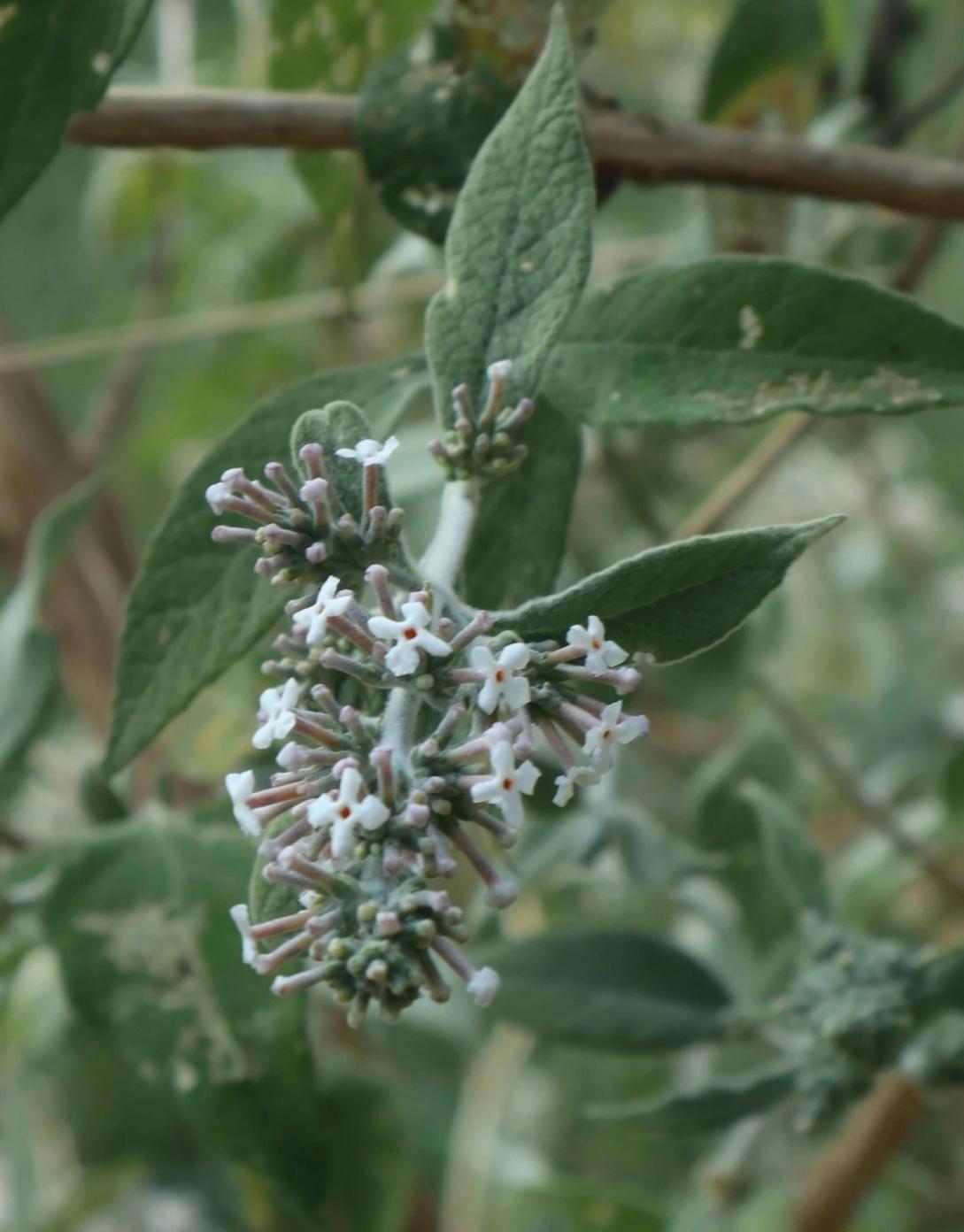 密蒙花
又叫水锦花、染饭花、九里香、小锦花、蒙花、黄饭花、疙瘩皮树花、鸡骨头花…