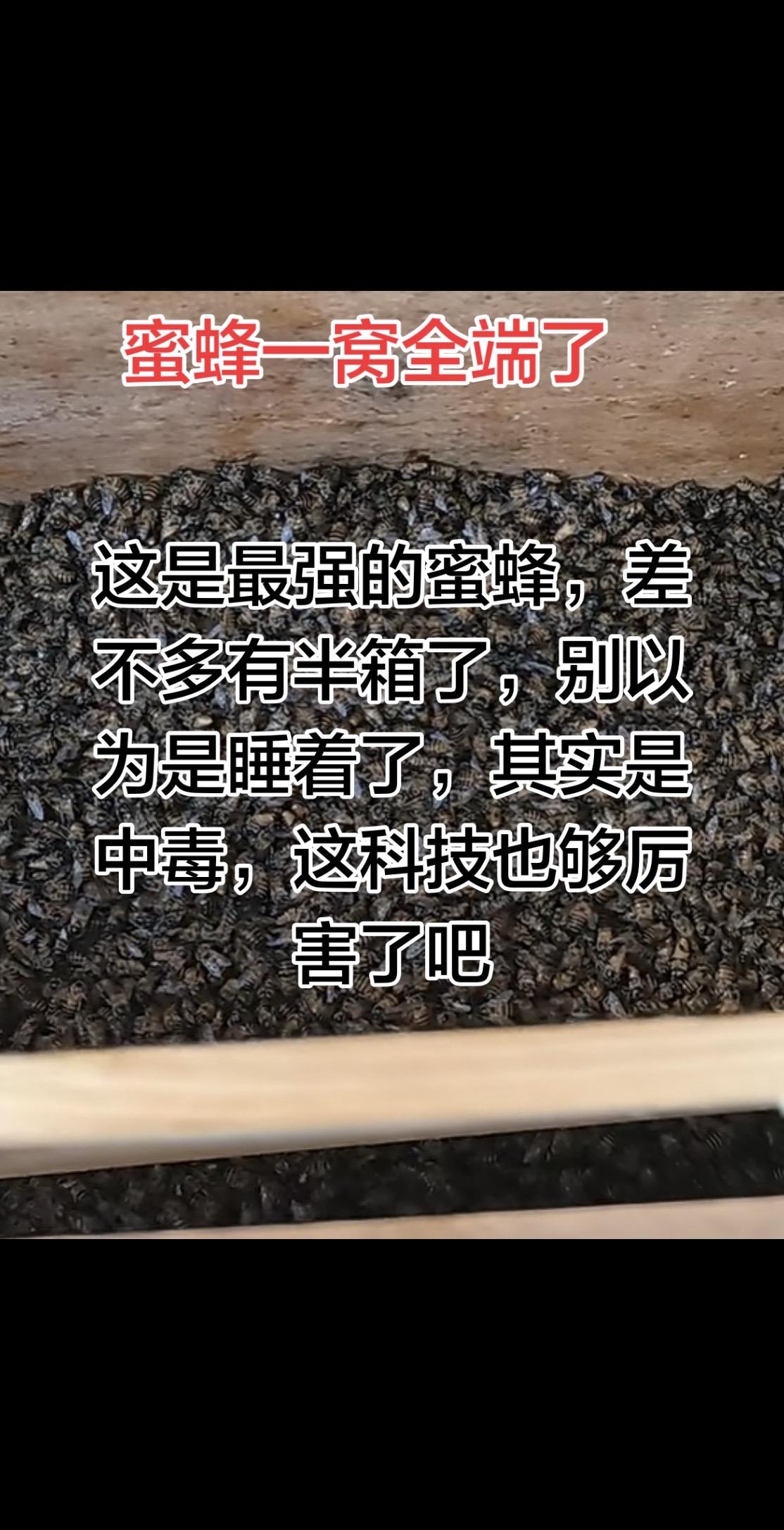 这是最强的蜜蜂也是最多的，一夜之间全趴下了，有这个朋友问我是不是蜜蜂出了什么问题