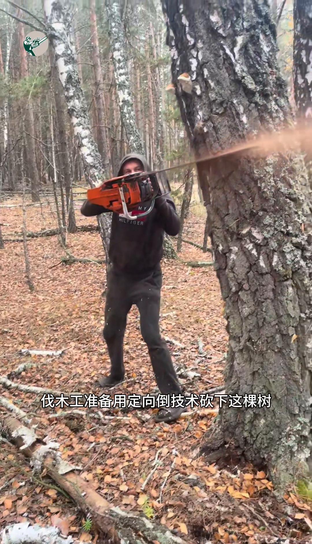 砍树不是蛮力活，是技术活。
一斧头下去，树往哪倒，全看那道楔子怎么切。
不切准，