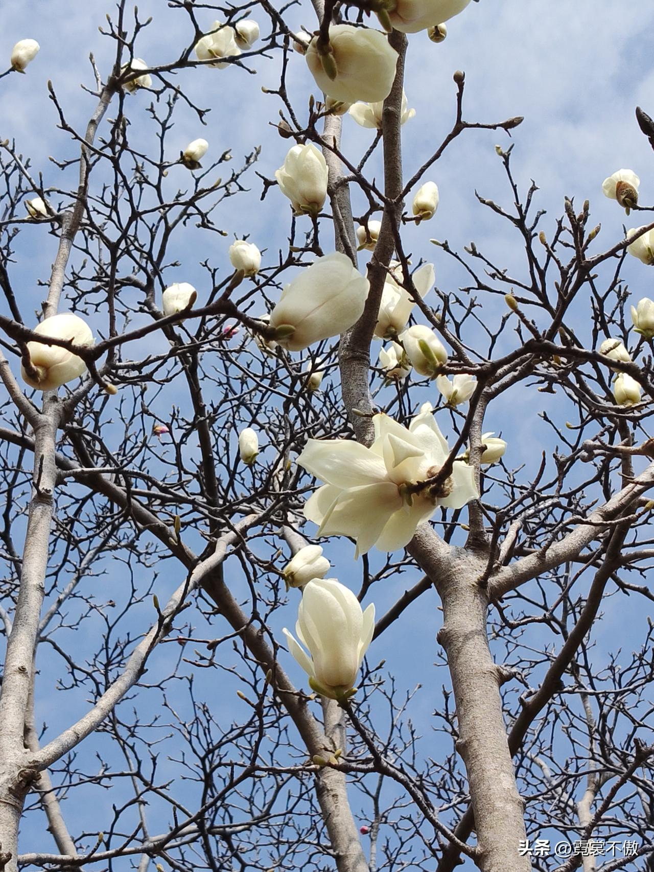 我喜欢玉兰
喜欢它的特立独行
不怕寒流
在料峭的早春盛开
不跟风不蹭流量
当其他