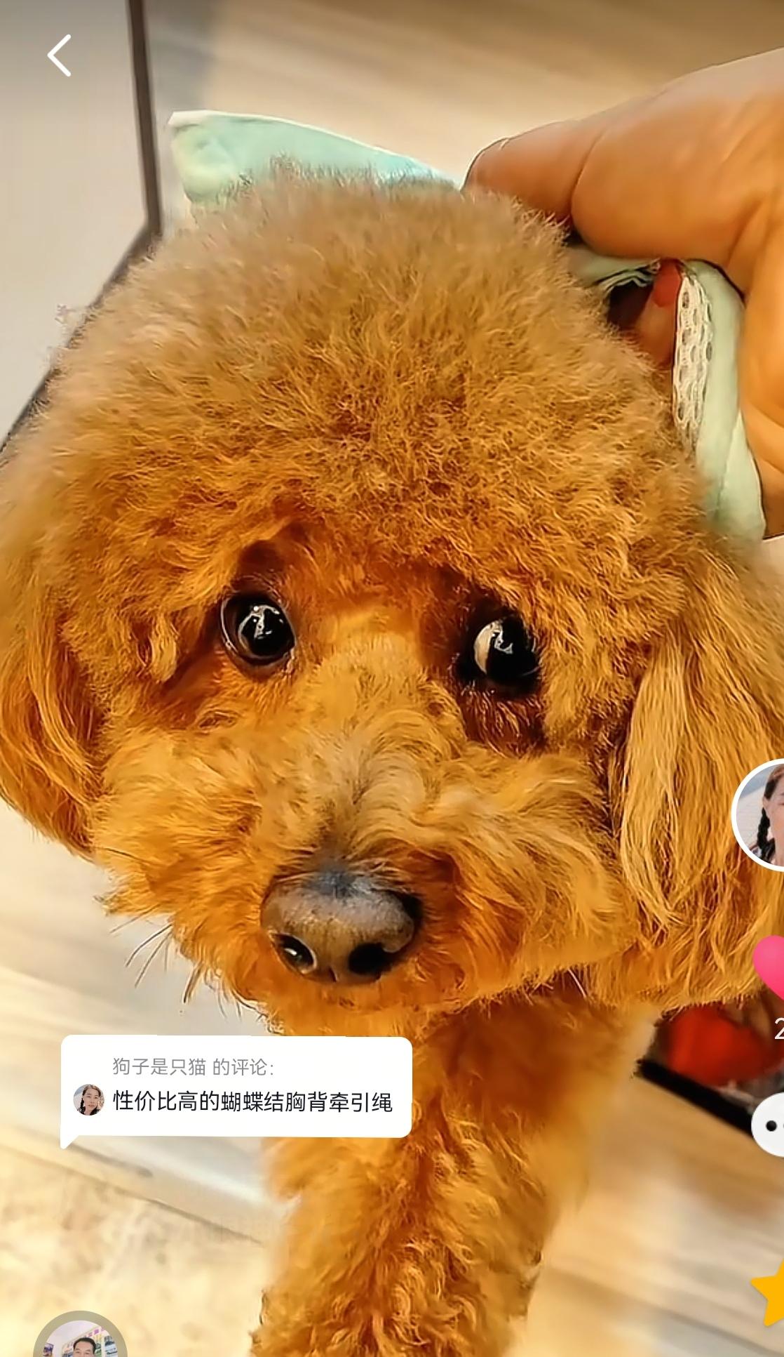 第三天了，也不知道我家花生豆是住在楼上还是被栓在露天院子里，能不能吃饱...