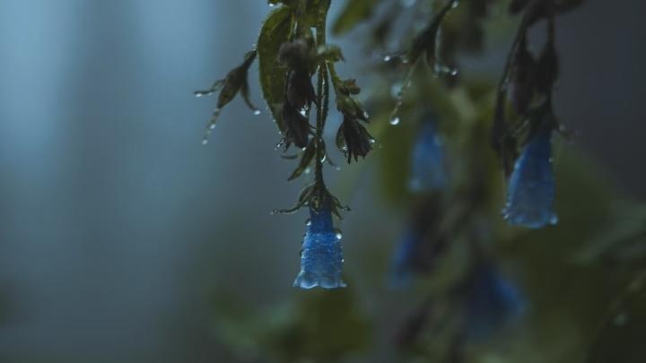 雨至
秋微凉
陈花花披着长发 托着腮
伏在窗台上 
把万千思绪 融进这一窗细雨中