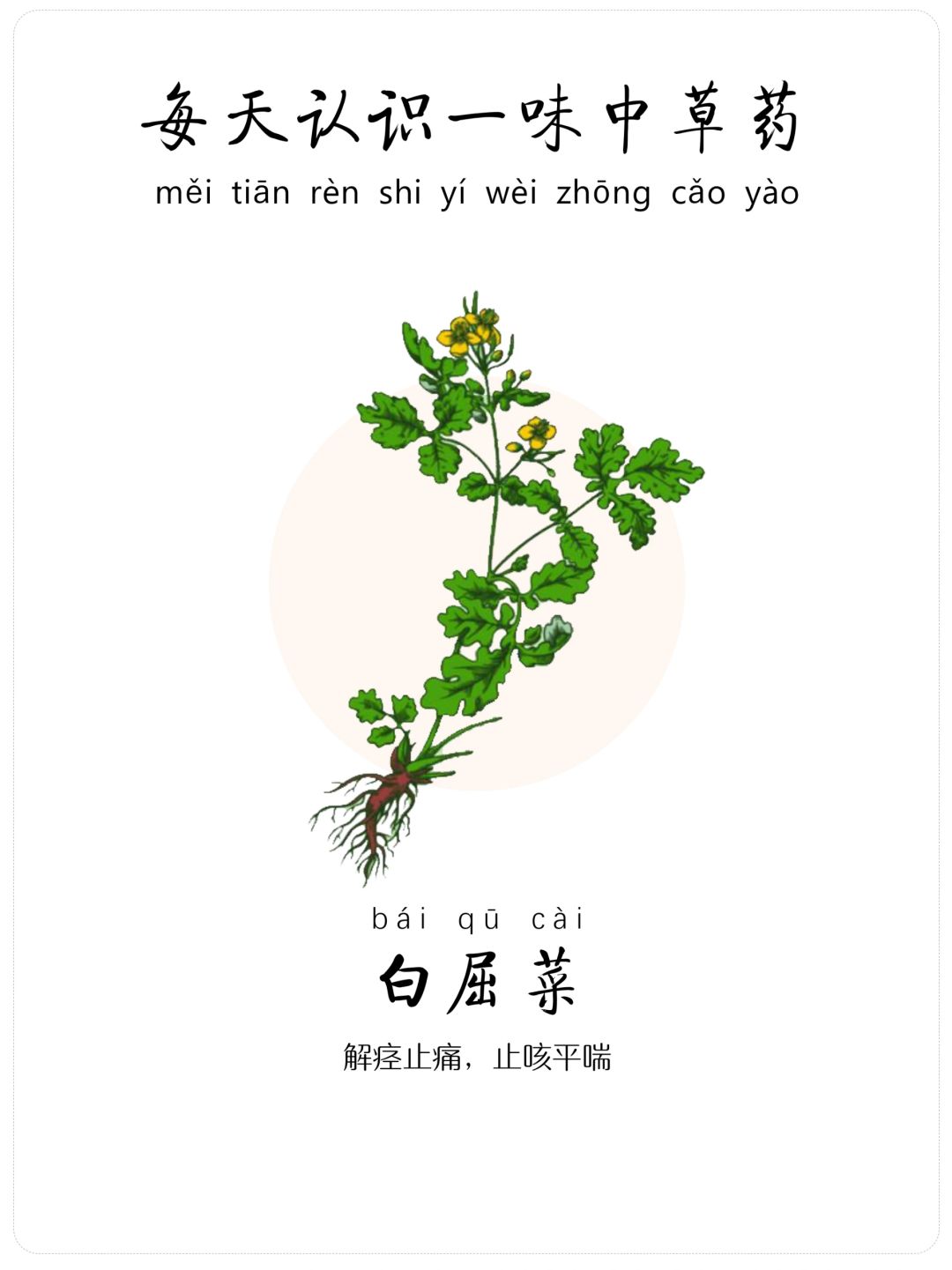 每天认识一味中草药-白屈菜🍀-解痉止痛