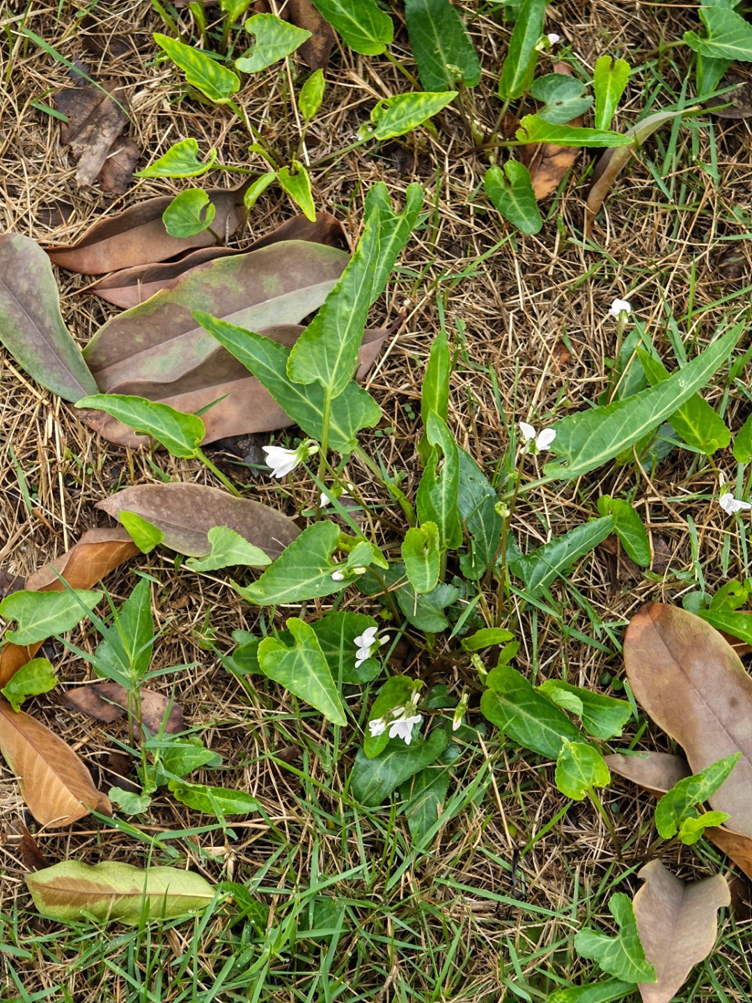 春天的花开了，又要去搬砖了每天早起打卡