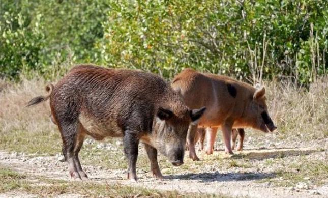 为什么美国人不吃野猪？野猪在美国泛滥成灾，为了消灭野猪他们想尽了各种办法，甚至不
