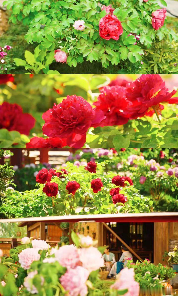 《国色芳华》实力斩获广电精品认证！杨紫李现二搭演技在线，剧集带动特色产业爆火海外