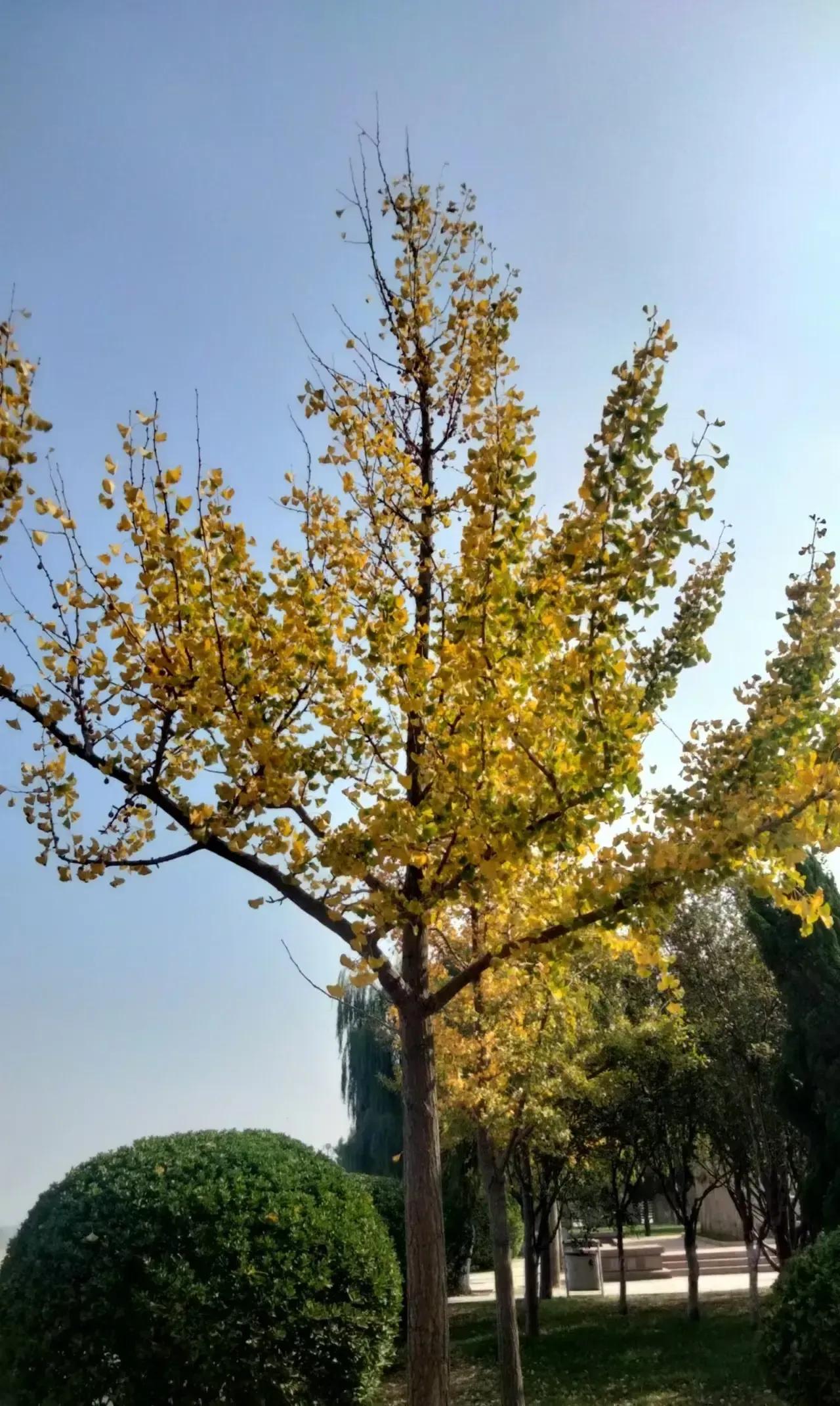 秋高气爽，快乐登场；
推开心窗，敞开心房。