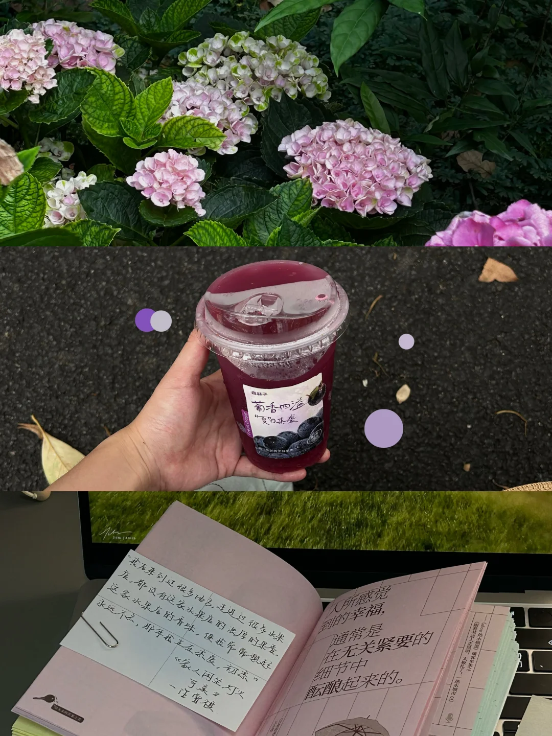 🍇六月：祝我们好在夏天、好在葡萄成熟时.