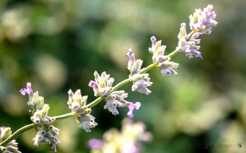 晨光爬上窗台时，顺手给薄荷浇了水。风翻了几页闲书，花瓣就落在字句间。