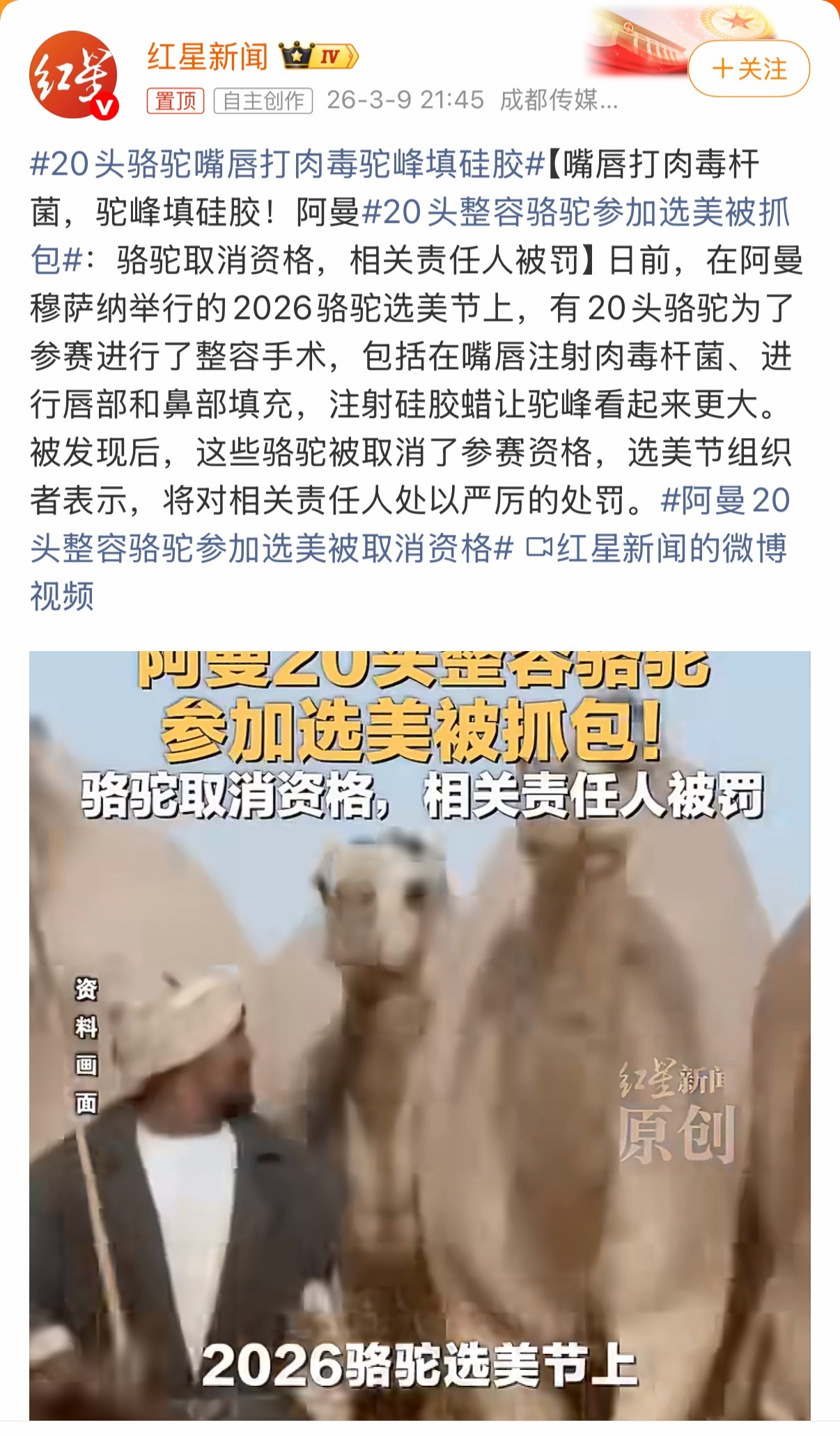 每个字我都认识，可连在一起我真的没看懂，点进去一看，真是字面上的骆驼、整容和选美