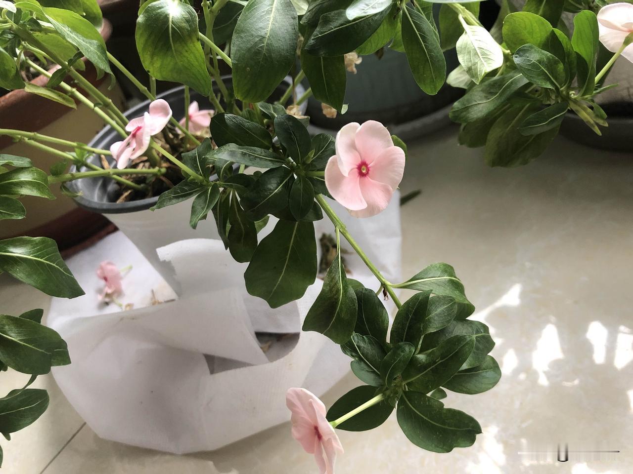 没有月饼的中秋节🥮

过一回没月饼的中秋，

没特意去买月饼，

家里也没人爱