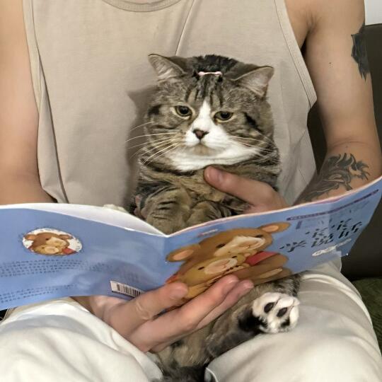 男朋友听不懂它喵喵叫 非要教它学人话